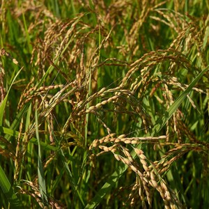 Oltre 300 semi di riso Basmati, Oryza sativa, riso Basmati indiano, riso aromatico immagine 8