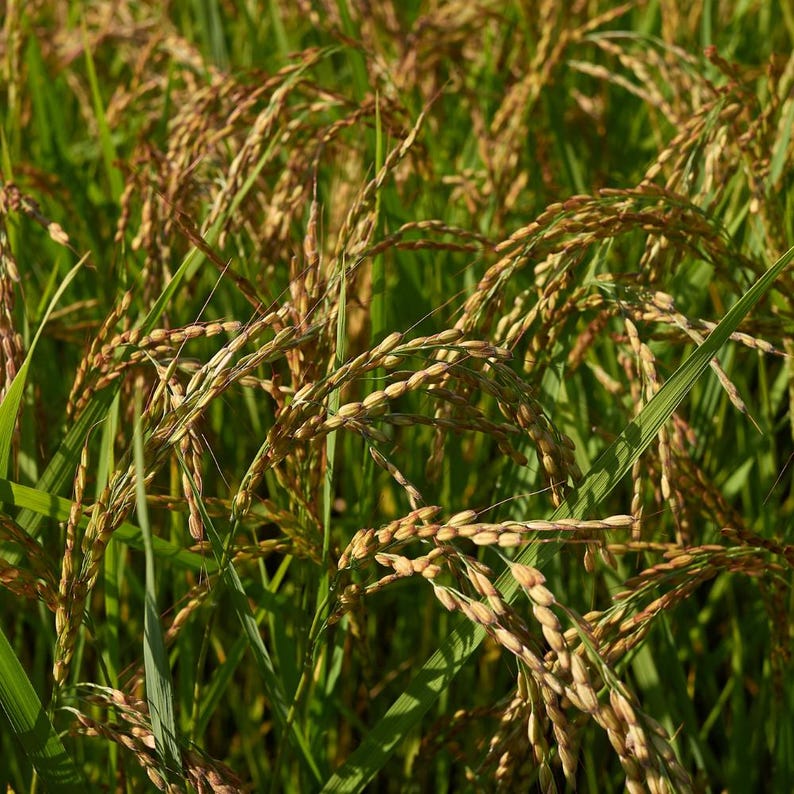 Oltre 300 semi di riso Basmati, Oryza sativa, riso Basmati indiano, riso aromatico immagine 8
