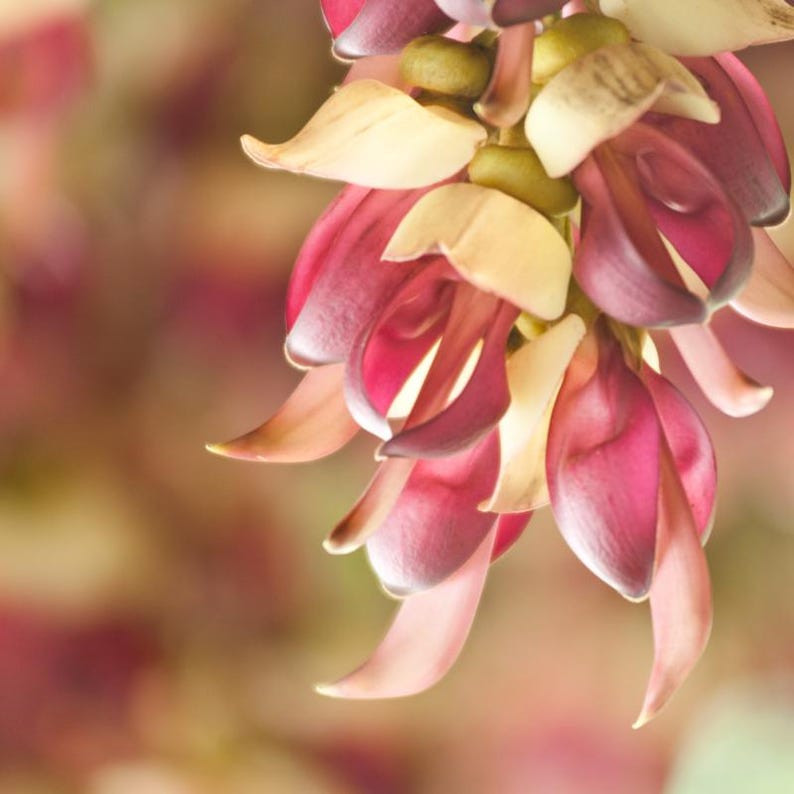 5-10 semillas de Mucuna Pruriens, frijol terciopelo, Mucuna pruriens, Kapikachhu, enredadera tropical, semillas exóticas para jardín imagen 9