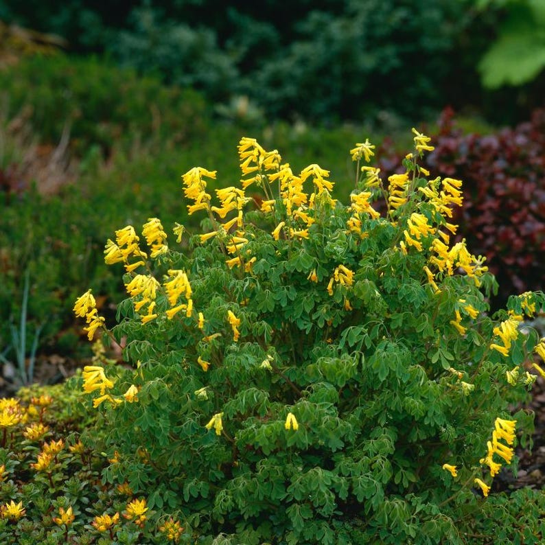30-60 Golden Corydalis Seeds, Corydalis aurea, Golden Smoke Wildflower, Yellow Blooms image 2