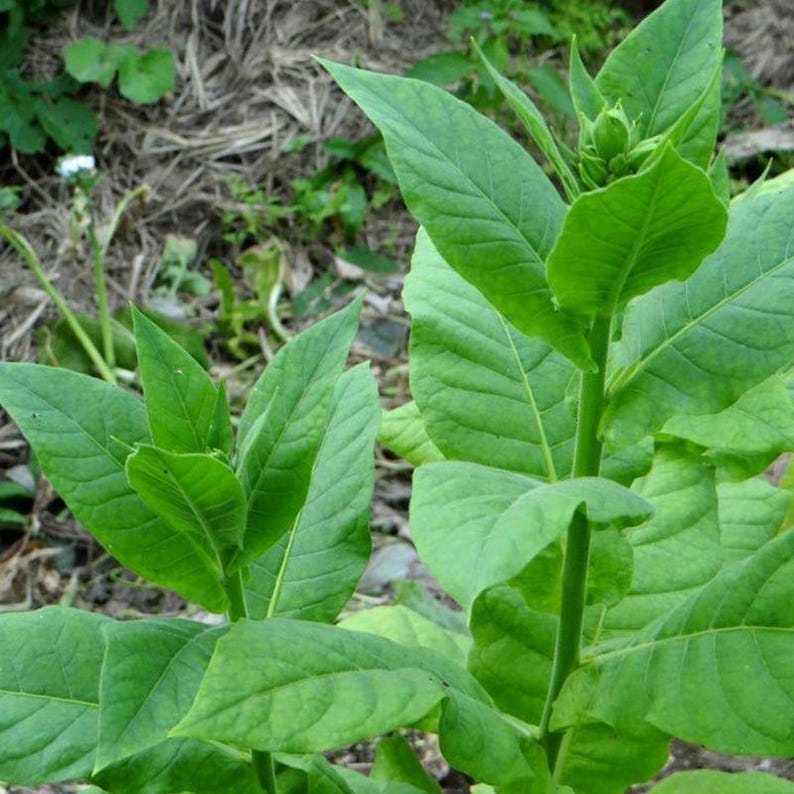 50-300 türkische Tabaksamen, Nicotiana tabacum Bild 8