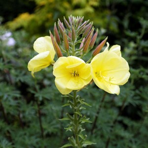 Über 100 Nachtkerzensamen (Oenothera) Bild 6