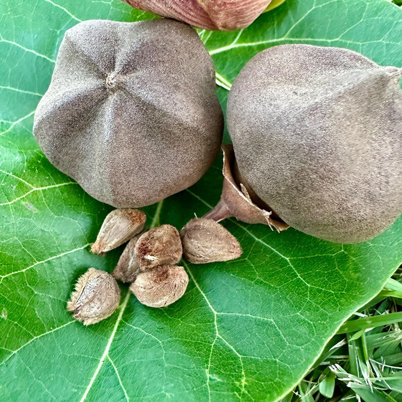 May include: Two large, brown, star-shaped seed pods with a textured, matte surface resting on a broad, bright green leaf. Several smaller, light brown, oval-shaped seeds are scattered around the pods on the surface of the green leaf.
