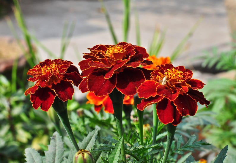 Plus de 100 graines de souci français (Tagetes patula), fleurs compactes pour bordures et pots image 7