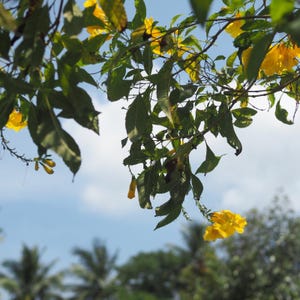 60-300 semi di sambuco giallo, Tecoma stans, campanule gialle, arbusto fiorito immagine 4