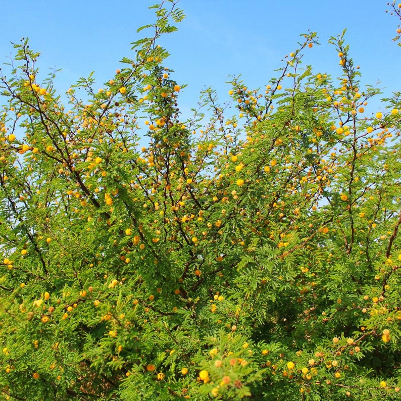 20-100 Semillas de Acacia Arábica, Vachellia nilotica, Árbol Babul, Goma India Acacia imagen 8