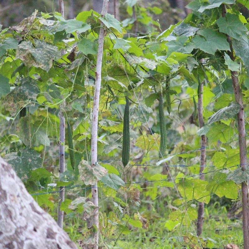 10+ lange groene ribbelpompoenzaden, Luffa acutangula, ribbelpompoen, Indiase groente afbeelding 5