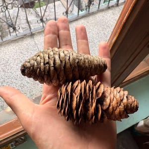 One Picea smithiana Cone, Himalayan Spruce Botanical Craft Supply image 3