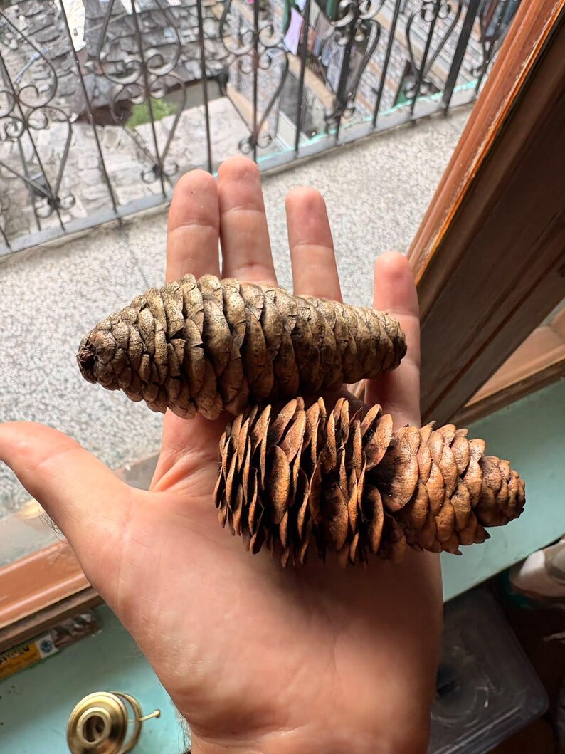 One Picea smithiana Cone, Himalayan Spruce Botanical Craft Supply image 3