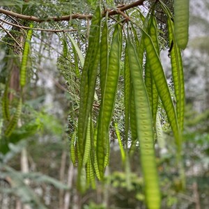 Pu&ograve; includere: Un grappolo di baccelli lunghi, sottili e di colore verde brillante appesi a un sottile ramo marrone. I baccelli sono piatti e allungati, con una visibile consistenza segmentata che racchiude i semi, su uno sfondo naturale sfocato.