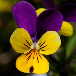 K&ouml;nnte beinhalten: Eine leuchtende Stiefm&uuml;tterchenbl&uuml;te mit zwei tiefvioletten oberen Bl&uuml;tenbl&auml;ttern und drei hellgelben unteren Bl&uuml;tenbl&auml;ttern. Die gelben Bl&uuml;tenbl&auml;tter sind mit markanten, feinen schwarzen Linien versehen, die von der Mitte ausgehen.