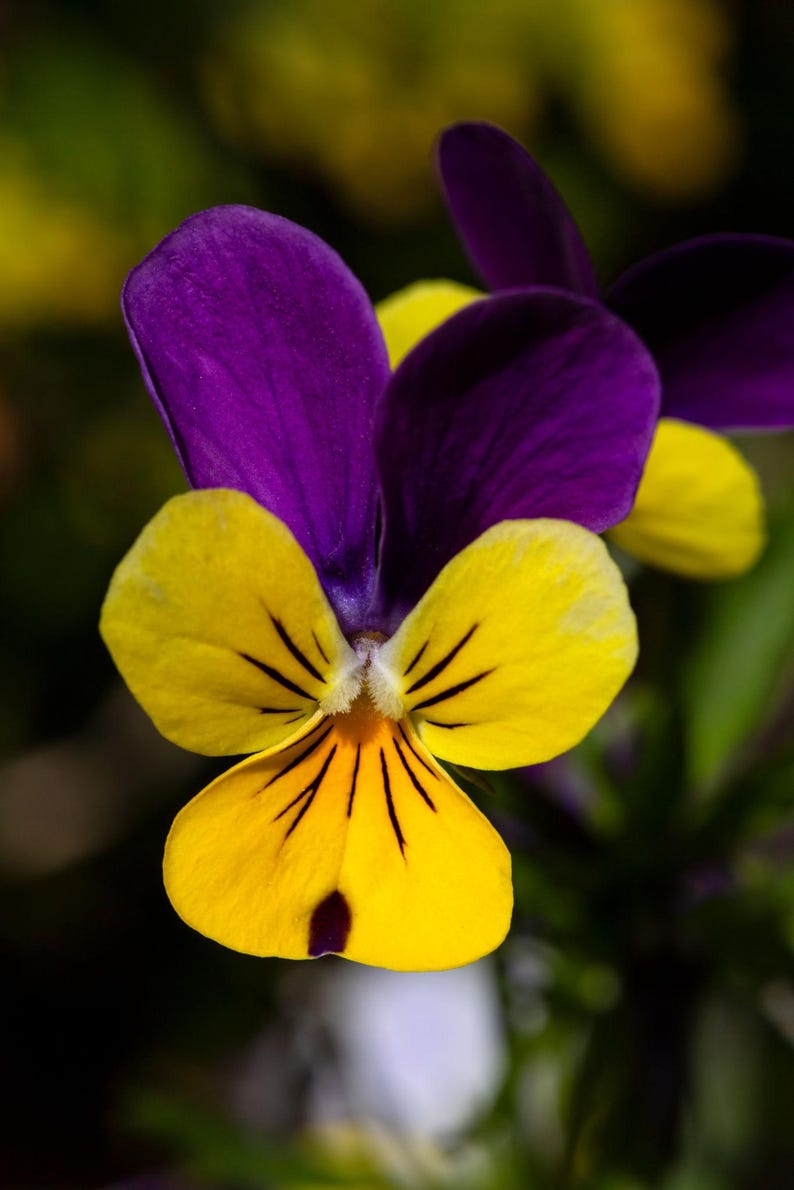 K&ouml;nnte beinhalten: Eine leuchtende Stiefm&uuml;tterchenbl&uuml;te mit zwei tiefvioletten oberen Bl&uuml;tenbl&auml;ttern und drei hellgelben unteren Bl&uuml;tenbl&auml;ttern. Die gelben Bl&uuml;tenbl&auml;tter sind mit markanten, feinen schwarzen Linien versehen, die von der Mitte ausgehen.