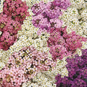 K&ouml;nnte beinhalten: Eine dichte Ansammlung kleiner, vierbl&auml;ttriger Bl&uuml;ten in einer lebendigen Farbmischung aus tiefem Magenta, sanftem Lavendel, hellem Wei&szlig;, zartem Rosa und sattem Violett. Die winzigen Bl&uuml;ten stehen eng beieinander und bilden ein strukturiertes Blumenmeer.