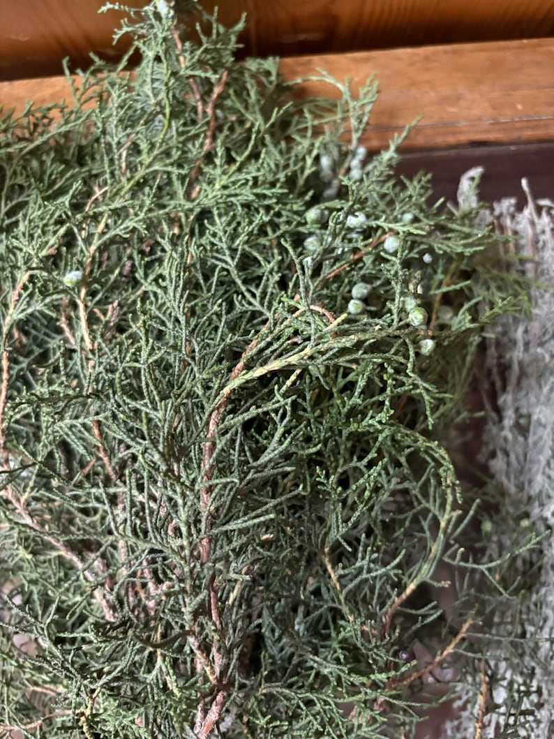 May include: A bundle of dried evergreen juniper branches featuring dense, needle-like dark green foliage and small, round, pale blue-green berries scattered throughout the stems, showcasing a natural, textured, and organic botanical appearance.