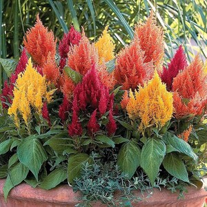 100+ Celosia Plumosa Mieszanych Kolorowych Nasion, Celosia Argentea, Celozja Pióropuszowa zdjęcie 8