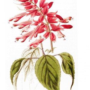 Oltre 100 semi di salvia scarlatta, Salvia splendens rossa per vasi e bordure fiorite immagine 5