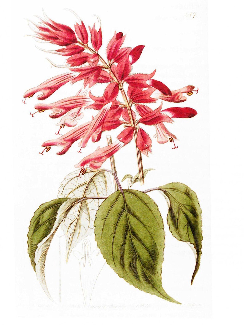 Oltre 100 semi di salvia scarlatta, Salvia splendens rossa per vasi e bordure fiorite immagine 5