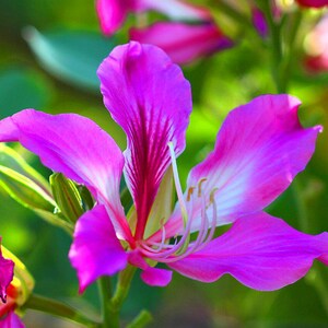 15-30 Purple Orchid Tree Seeds, Bauhinia Purpurea, Kachnar, Butterfly Tree, Camel's Foot, Tropical Flowering Tree Seeds image 11