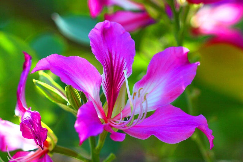 15-30 Purple Orchid Tree Seeds, Bauhinia Purpurea, Kachnar, Butterfly Tree, Camel's Foot, Tropical Flowering Tree Seeds image 11