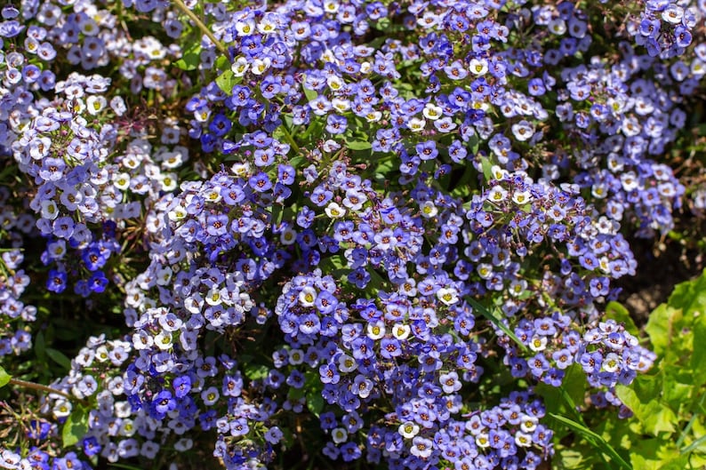 Pode incluir: Um denso aglomerado de pequenas flores de quatro p&eacute;talas em tons de violeta, p&uacute;rpura e azul claro. Cada flor individual apresenta um centro branco distinto com um estame amarelo, sobre um fundo de pequenas folhas de verde vibrante.
