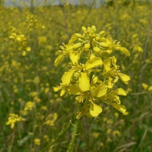 Puede incluir: Un racimo de flores de mostaza de color amarillo brillante con cuatro p&eacute;talos cada una, con peque&ntilde;os capullos en la parte superior del tallo. La planta tiene tallos verdes delgados y est&aacute; rodeada por un campo de flores amarillas similares.