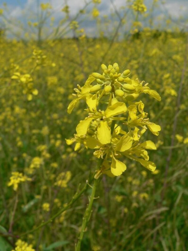 Puede incluir: Un racimo de flores de mostaza de color amarillo brillante con cuatro p&eacute;talos cada una, con peque&ntilde;os capullos en la parte superior del tallo. La planta tiene tallos verdes delgados y est&aacute; rodeada por un campo de flores amarillas similares.
