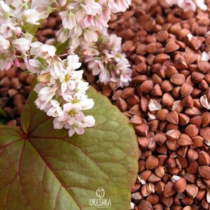 100-500 Buckwheat Seeds, Fagopyrum esculentum, Common Buckwheat, Grain Crop image 3