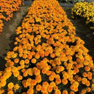 May include: A dense, rectangular garden bed filled with vibrant orange marigold flowers in full bloom. The marigolds are tightly packed together, creating a solid carpet of color. In the background, there are rows of purple and white flowers.