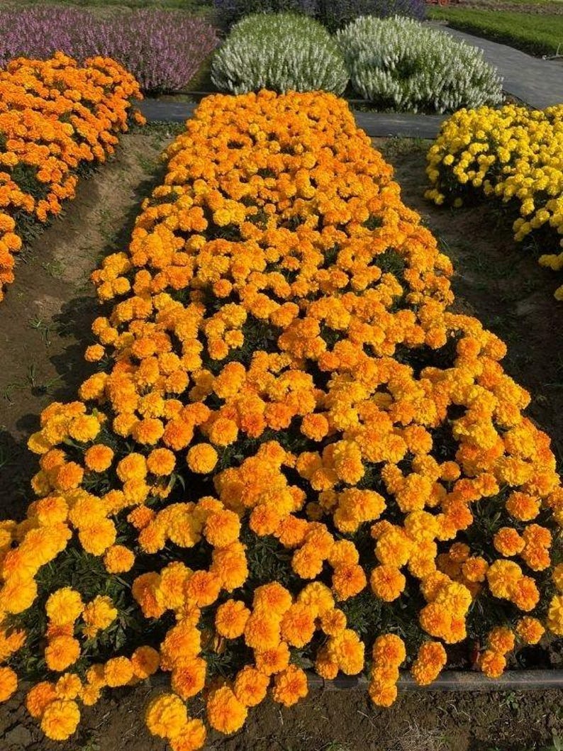 May include: A dense, rectangular garden bed filled with vibrant orange marigold flowers in full bloom. The marigolds are tightly packed together, creating a solid carpet of color. In the background, there are rows of purple and white flowers.
