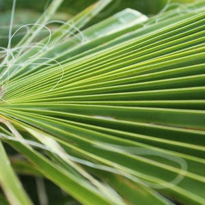 Peut inclure: Une feuille de palmier vert vif pr&eacute;sentant une structure en &eacute;ventail avec des nervures parall&egrave;les distinctes rayonnant &agrave; partir d'un point central. De fins filaments blancs et fibreux sont visibles pr&egrave;s de la base de la feuille.