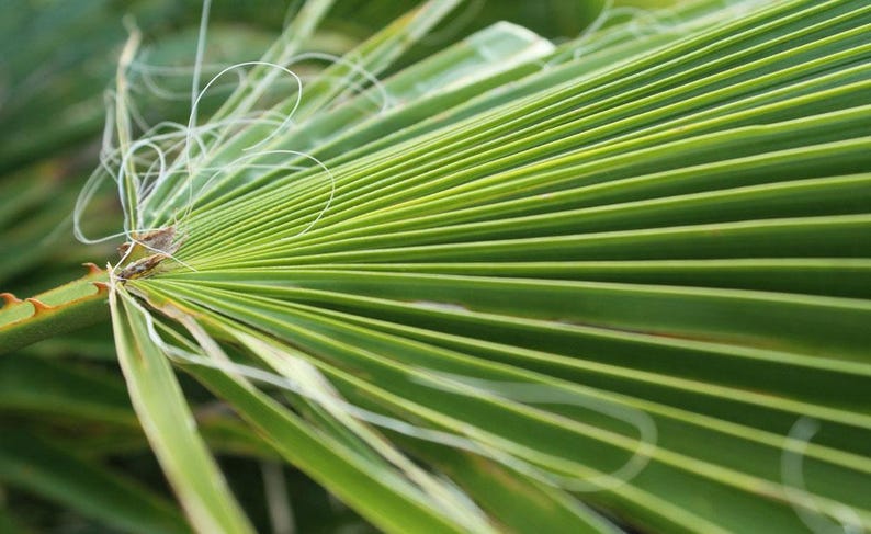 Peut inclure: Une feuille de palmier vert vif pr&eacute;sentant une structure en &eacute;ventail avec des nervures parall&egrave;les distinctes rayonnant &agrave; partir d'un point central. De fins filaments blancs et fibreux sont visibles pr&egrave;s de la base de la feuille.