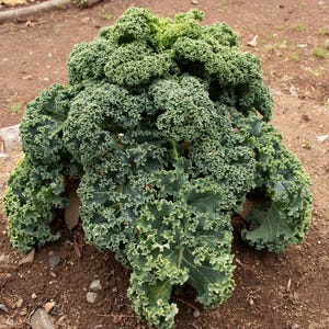Pu&ograve; includere: Una pianta di cavolo riccio verde brillante con foglie dense, arricciate e ondulate che crescono da un fusto centrale. Il fogliame presenta un colore verde bosco profondo con bordi verde chiaro, mostrando un aspetto complesso, strutturato e stratificato.