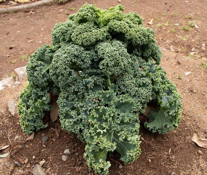 Pu&ograve; includere: Una pianta di cavolo riccio verde brillante con foglie dense, arricciate e ondulate che crescono da un fusto centrale. Il fogliame presenta un colore verde bosco profondo con bordi verde chiaro, mostrando un aspetto complesso, strutturato e stratificato.