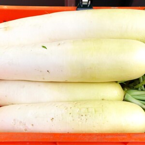 Oltre 100 semi di ravanello bianco (ravanello daikon), Raphanus sativus, Crucifere immagine 6
