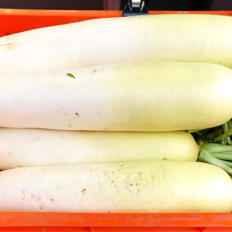 Oltre 100 semi di ravanello bianco (ravanello daikon), Raphanus sativus, Crucifere immagine 6