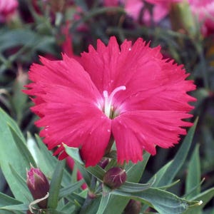 Über 100 Samen der Nelke 'Baby Doll', Dianthus chinensis, Chinesische Nelke, Baby Doll-Nelke, Duftende, mehrfarbige Blüten, Gartenblumensamen Bild 13
