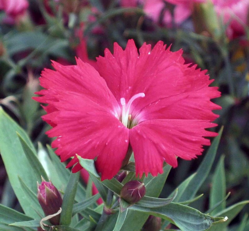 Über 100 Samen der Nelke 'Baby Doll', Dianthus chinensis, Chinesische Nelke, Baby Doll-Nelke, Duftende, mehrfarbige Blüten, Gartenblumensamen Bild 13