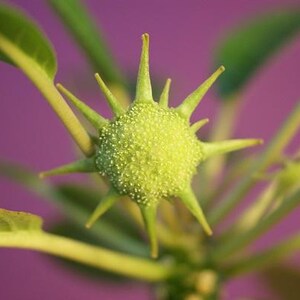 Puede incluir: Una vaina de semillas de color verde lima en forma de estrella con una superficie granulada y texturizada y m&uacute;ltiples espinas puntiagudas. La vaina est&aacute; unida a un tallo verde fino con hojas verdes alargadas y lisas sobre un fondo morado.