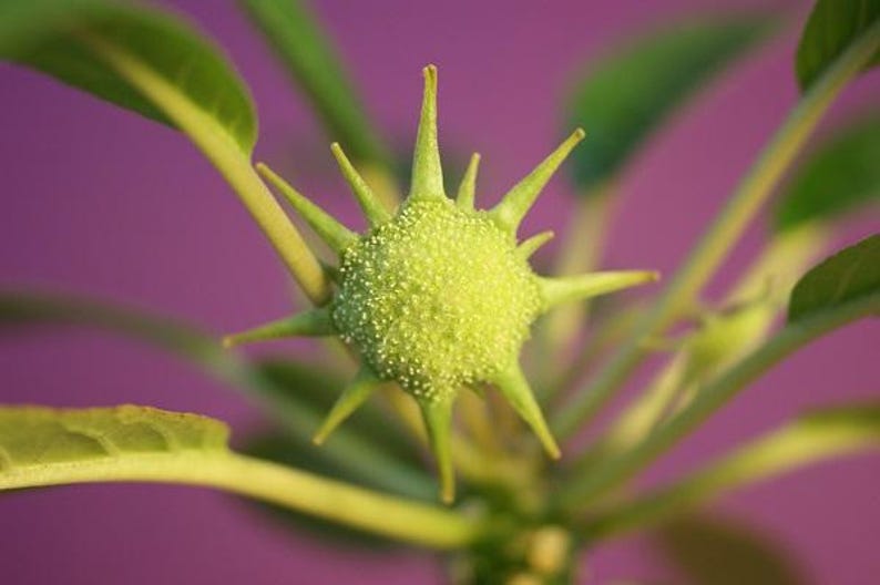 Puede incluir: Una vaina de semillas de color verde lima en forma de estrella con una superficie granulada y texturizada y m&uacute;ltiples espinas puntiagudas. La vaina est&aacute; unida a un tallo verde fino con hojas verdes alargadas y lisas sobre un fondo morado.