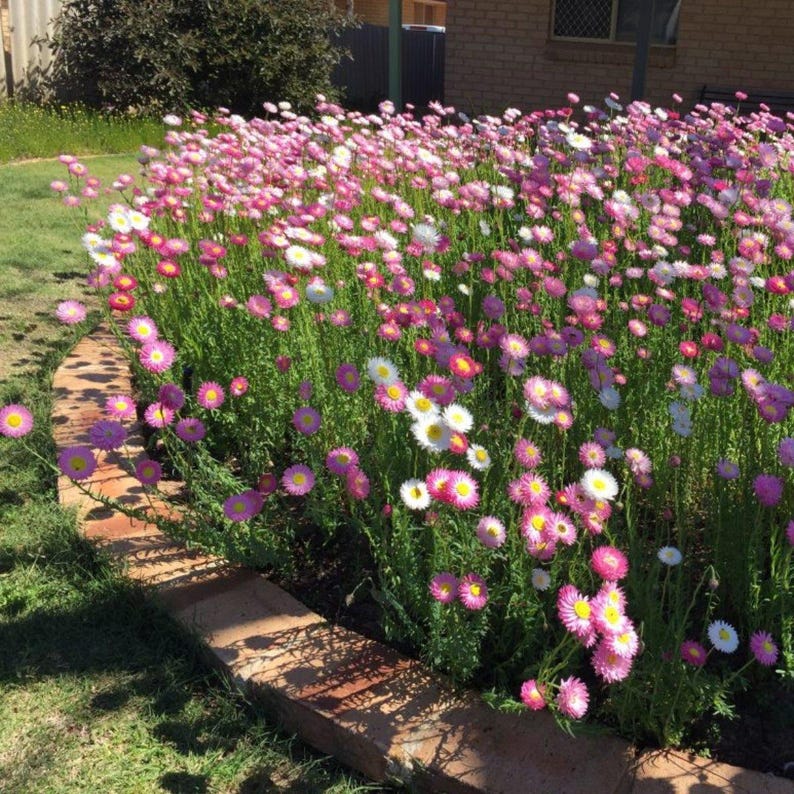 K&ouml;nnte beinhalten: Ein dichtes Blumenbeet mit zahlreichen Strohblumen in leuchtenden Rosa-, Magenta- und Wei&szlig;t&ouml;nen. Die Bl&uuml;ten haben markante gelbe Mitten und werden von d&uuml;nnen gr&uuml;nen Stielen getragen, eingefasst von einer geschwungenen Kante aus rotbraunen Ziegeln.