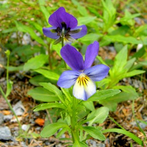 Über 100 Samen der Dreifarbigen Stiefmütterchen (Viola tricolor, Wildes Stiefmütterchen, Herzseide) Bild 5