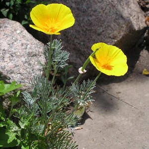 100+ Eschscholzia Mix Seeds, California Poppy, Eschscholzia Californica, Mixed Color Poppy Flowers, Easy Annual Garden Flowers image 4
