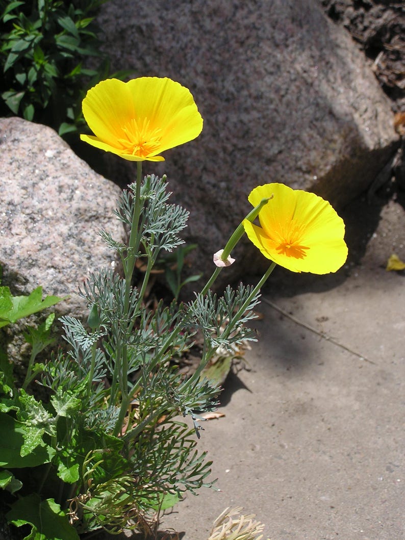 100+ Eschscholzia Mix Seeds, California Poppy, Eschscholzia Californica, Mixed Color Poppy Flowers, Easy Annual Garden Flowers image 4