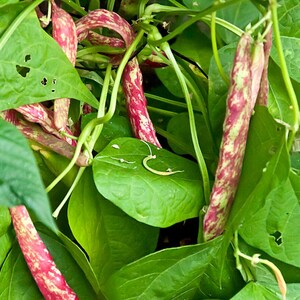 10-30 semillas de frijol pinto, Phaseolus vulgaris, frijol Chitra Rajma imagen 2