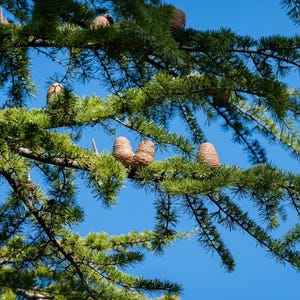 May include: A cedar tree branch with vibrant green needles and several light brown, cylindrical cones attached to the stems. The branches extend across the frame, showcasing the texture of the needles and the layered structure of the cones.