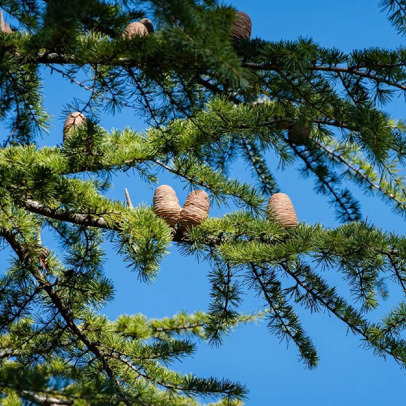 May include: A cedar tree branch with vibrant green needles and several light brown, cylindrical cones attached to the stems. The branches extend across the frame, showcasing the texture of the needles and the layered structure of the cones.