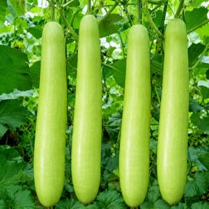 Puede incluir: Cuatro calabazas alargadas, cil&iacute;ndricas y de color verde claro que cuelgan verticalmente de una enredadera. Cada calabaza presenta una textura de piel suave y uniforme con un color verde p&aacute;lido constante, suspendidas por tallos finos.