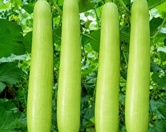 20+ Durgesh Gutka Long Bottle Gourd Seeds, Lagenaria siceraria, Long Lauki, Indian Bottle Gourd