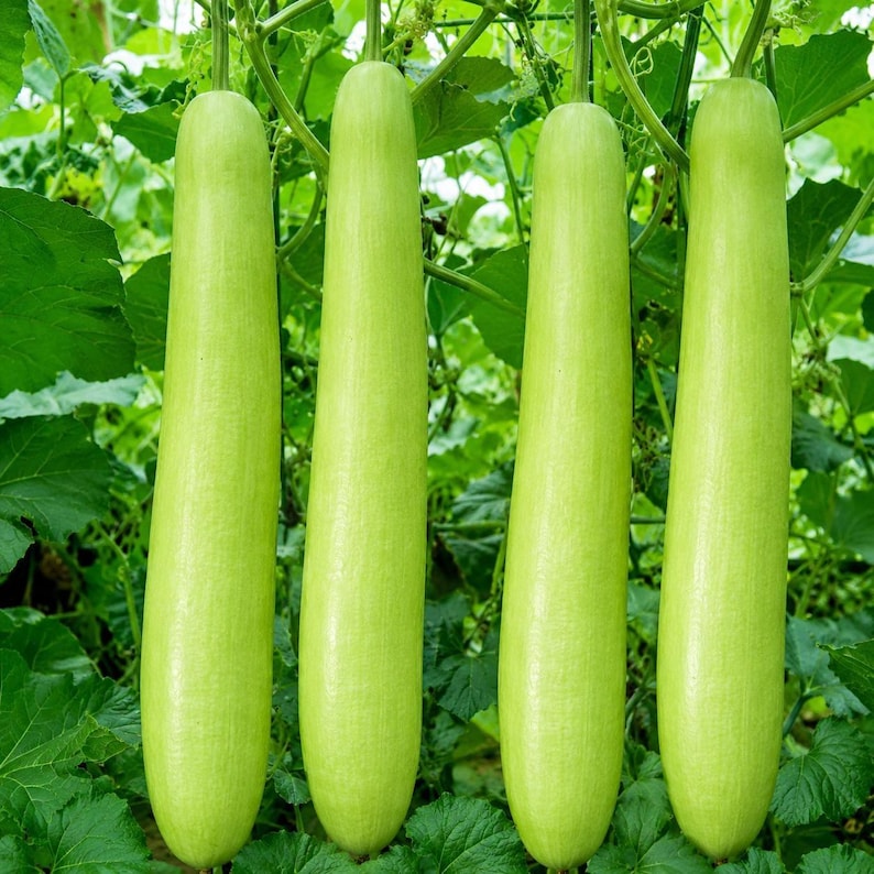 Puede incluir: Cuatro calabazas alargadas, cil&iacute;ndricas y de color verde claro que cuelgan verticalmente de una enredadera. Cada calabaza presenta una textura de piel suave y uniforme con un color verde p&aacute;lido constante, suspendidas por tallos finos.