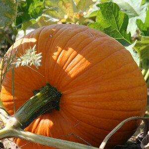 15+ Orange Kürbiskerne, Cucurbita orange, Kürbisse, Flaschenkürbisse und Melonen Bild 2